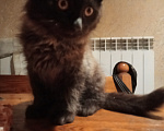 Кошки в Воронеже: Отдам в добрые руки сибирский котёнок чёрный окрас Мальчик, Бесплатно - фото 1