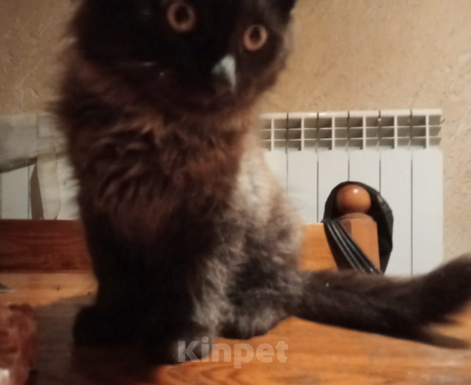 Кошки в Воронеже: Отдам в добрые руки сибирский котёнок чёрный окрас Мальчик, Бесплатно - фото 1