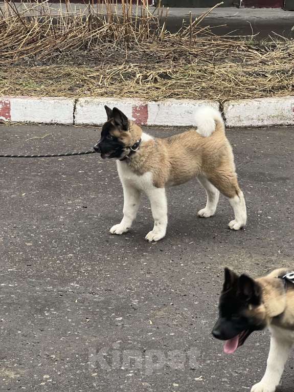 Собаки в Омске: Щенок Американской Акиты Девочка, 50 000 руб. - фото 3