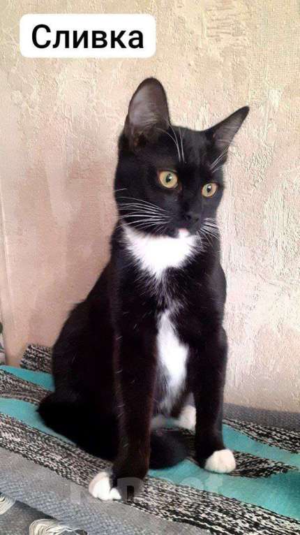 Кошки в Москве: Сливка девочка-припевочка ищет, кому помурчать Девочка, Бесплатно - фото 5