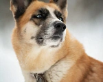 Собаки в Одинцово: Гертруда ищет дом и любящую семью  Девочка, Бесплатно - фото 4