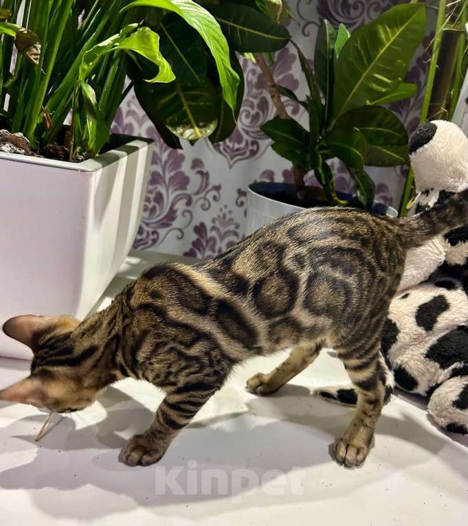 Кошки в Роднике: Бенгальский мальчик Мальчик, Бесплатно - фото 5