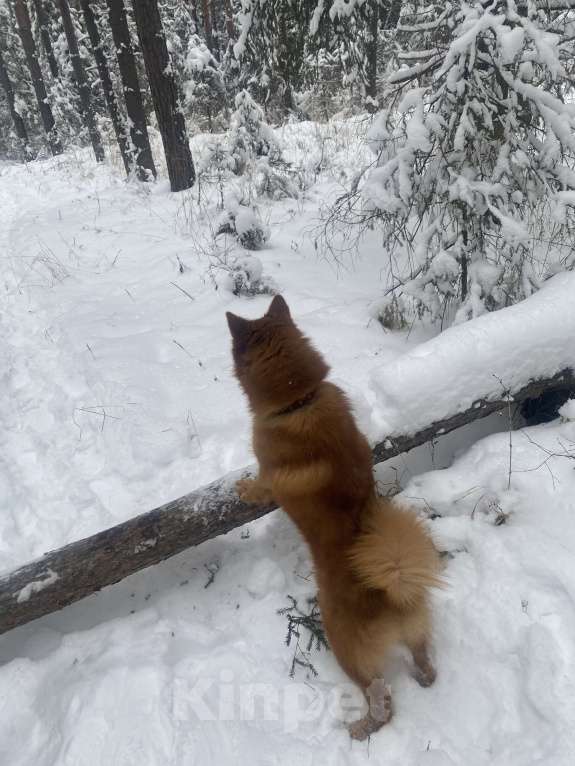 Собаки в Нижнем Тагиле: Супер собака Мальчик, 50 000 руб. - фото 4