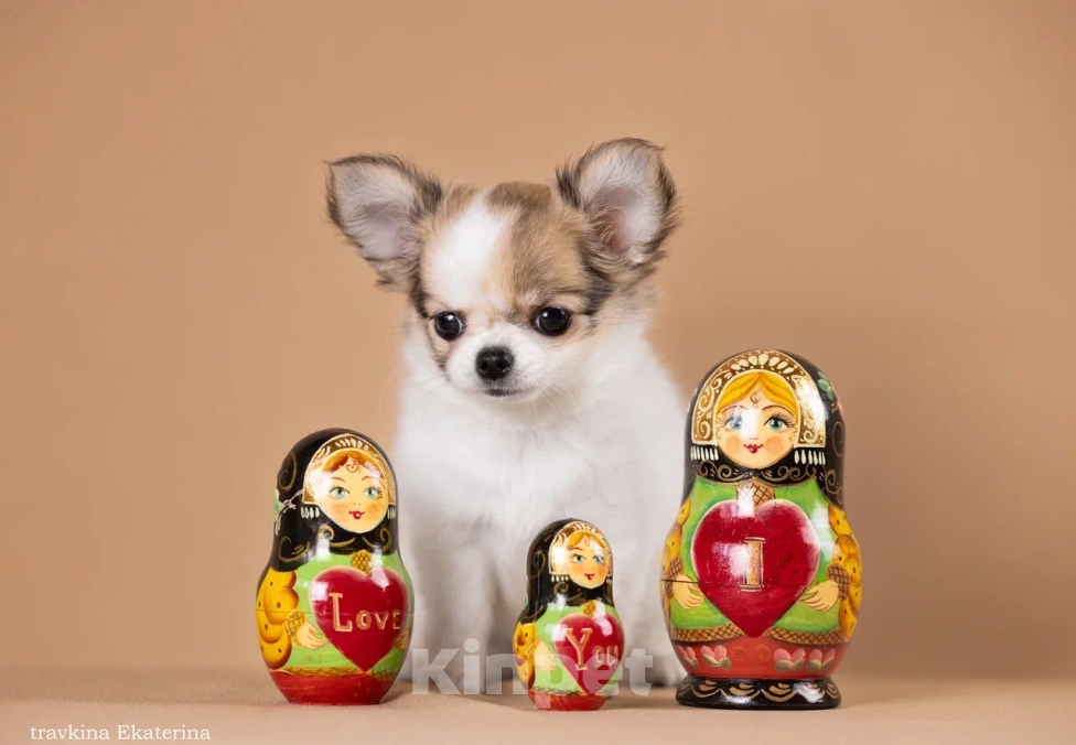 Собаки в Москве: щенки чихуахуа Девочка, 90 000 руб. - фото 1