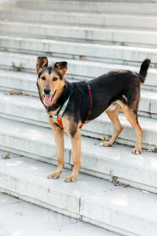 Собаки в Москве: Очаровательный сердцеед Шабак в поисках любящей семьи! Мальчик, Бесплатно - фото 7