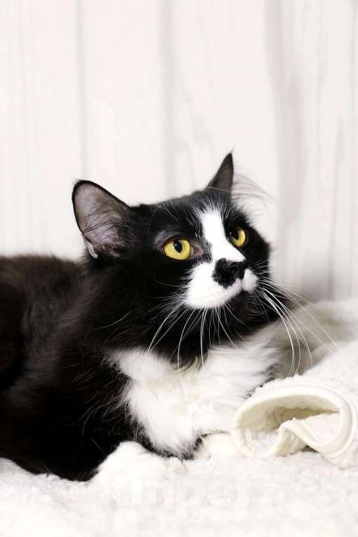 Кошки в Красноармейске: Котик Чаки в дар! Мальчик, Бесплатно - фото 7