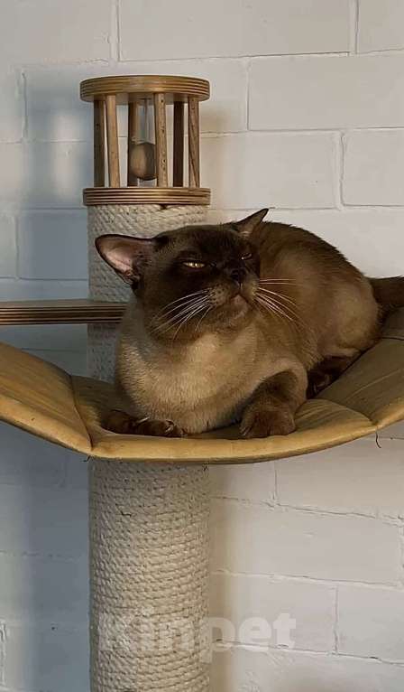 Кошки в Калининграде: Котенок. Европейская бурма. Питомник Девочка, 85 000 руб. - фото 2