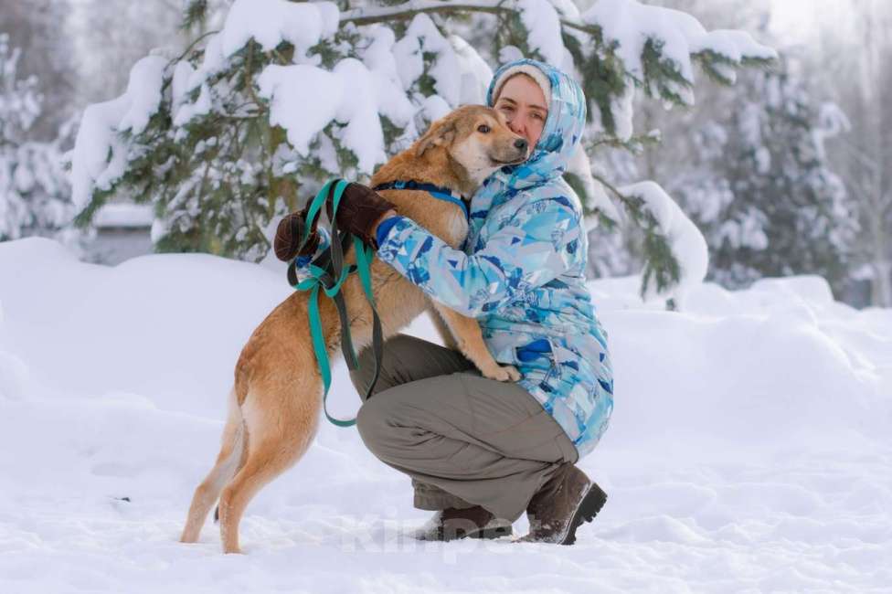 Собаки в Москве: Рыжий спокойный щенок Кавказ в добрые руки Мальчик, Бесплатно - фото 4