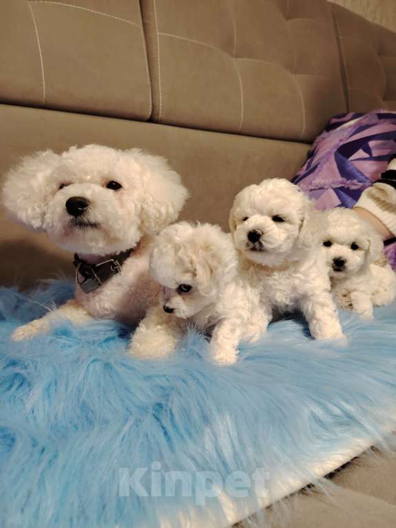 Собаки в Сыктывкаре: Девочка Бишон Фризе  Девочка, 35 000 руб. - фото 6