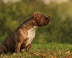 Собаки в Краснодаре: Мальчик американский булли покет  Мальчик, 150 000 руб. - фото 4
