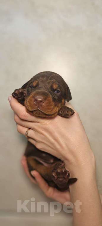 Собаки в других городах Краснодарского края: Щенки добермана РКФ Мальчик, 90 000 руб. - фото 4