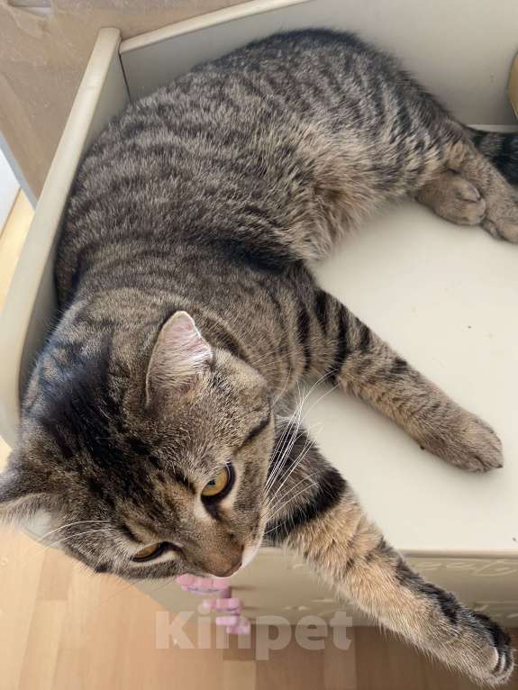 Кошки в Волгограде: Кот Шотландский 1год Мальчик, Бесплатно - фото 2