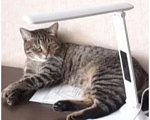 Кошки в Казани: Потерялась кошечка девочка Девочка, Бесплатно - фото 2