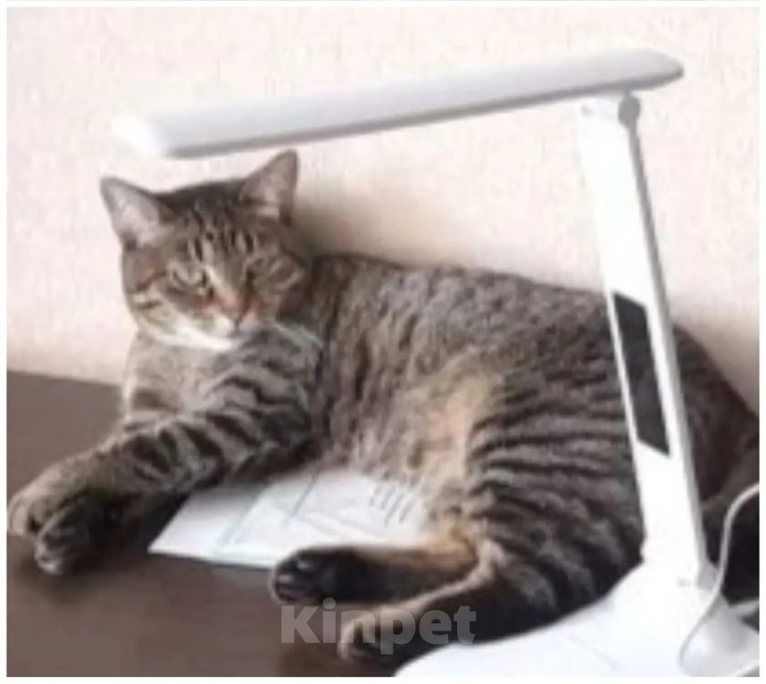 Кошки в Казани: Потерялась кошечка девочка Девочка, Бесплатно - фото 2