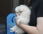 Собаки в Санкт-Петербурге: Померанские мишки девочка и мальчик  Мальчик, Бесплатно - фото 2