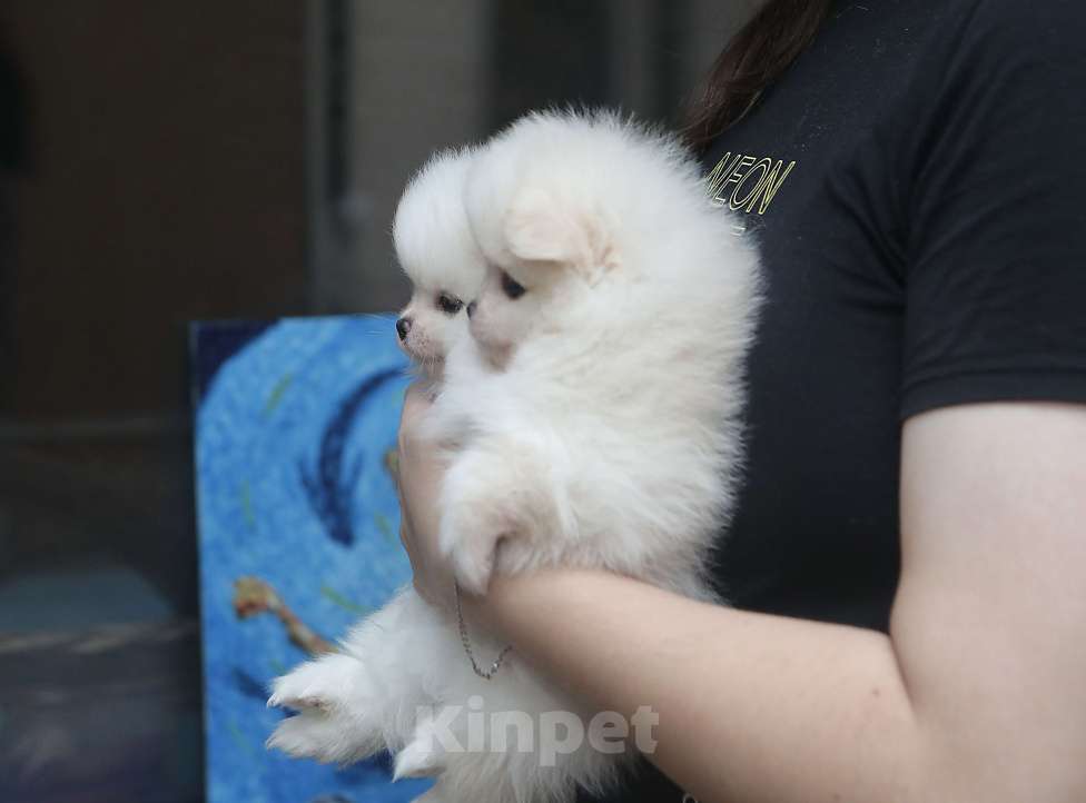 Собаки в Санкт-Петербурге: Померанские мишки девочка и мальчик  Мальчик, Бесплатно - фото 2
