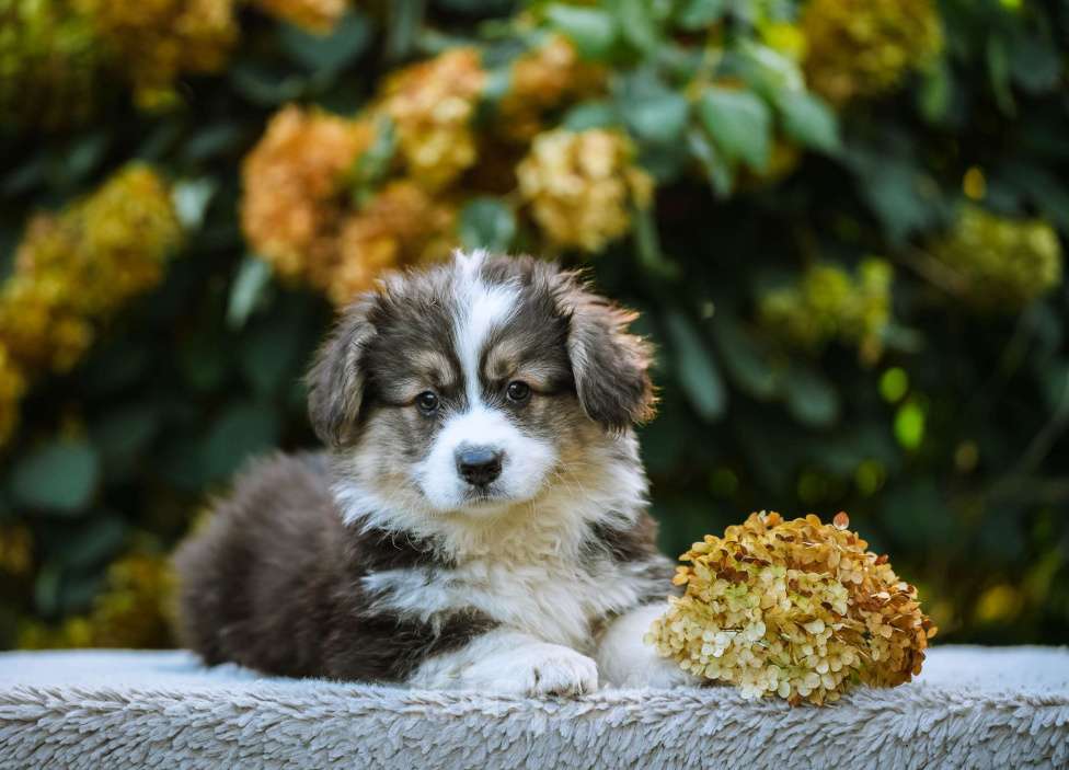 Собаки в Новосибирске: Вельш Корги Пемброк Джон Сильвер (Флаффи) Мальчик, 55 000 руб. - фото 2
