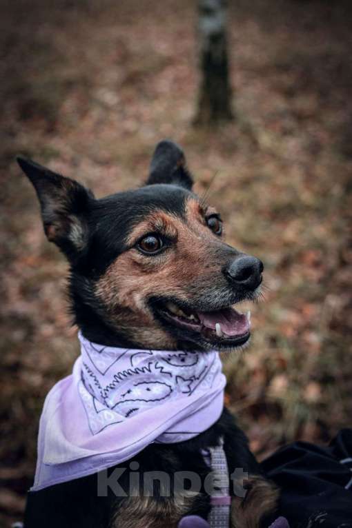 Собаки в Москве: Сигма  Девочка, Бесплатно - фото 4