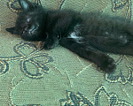 Кошки в Магнитогорске: Котята бесплатно Мальчик, Бесплатно - фото 1
