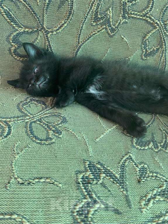 Кошки в Магнитогорске: Котята бесплатно Мальчик, Бесплатно - фото 1