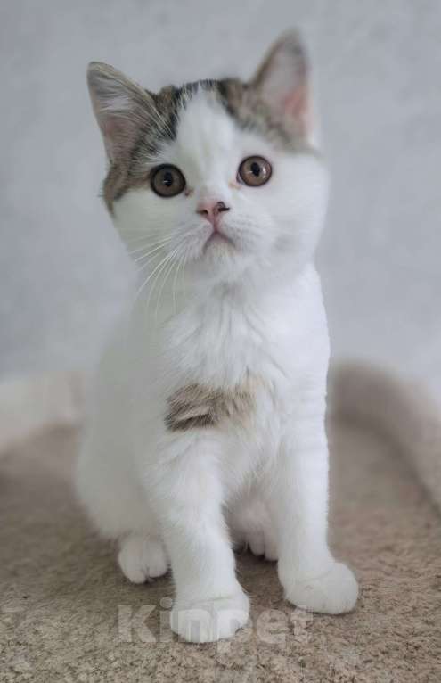 Кошки в Ярославле: Шотландский короткошерстный мальчик Мальчик, 25 000 руб. - фото 3