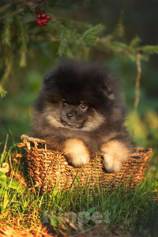 Собаки в Пушкино: Малыш померанец Мальчик, 50 000 руб. - фото 5