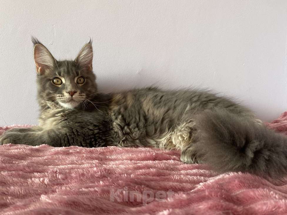 Кошки в Санкт-Петербурге: Мальчик голубой мрамор Мейн Кун Мальчик, 55 000 руб. - фото 1