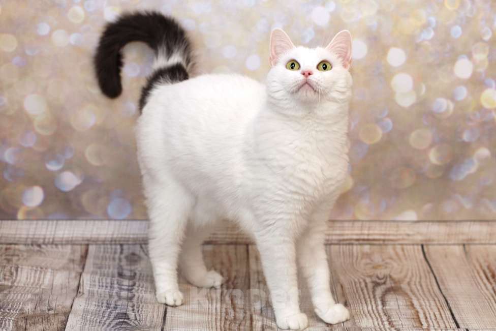 Кошки в Москве: Ассоль едет на выставку-пристройство WOOF в Москву  Девочка, Бесплатно - фото 5