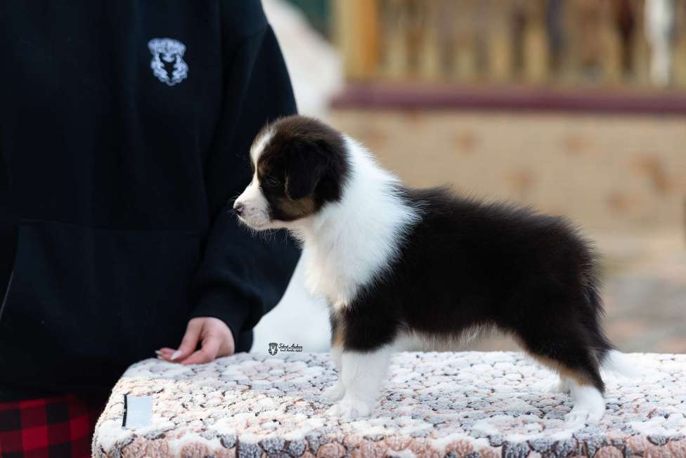 Собаки в Москве: Австралийская овчарка, щенок аусси Мальчик, 50 000 руб. - фото 6
