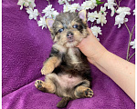 Собаки в Москве: Йорк мраморный мальчик крупный стандарт с зелёно голубыми глазами Мальчик, 60 000 руб. - фото 9