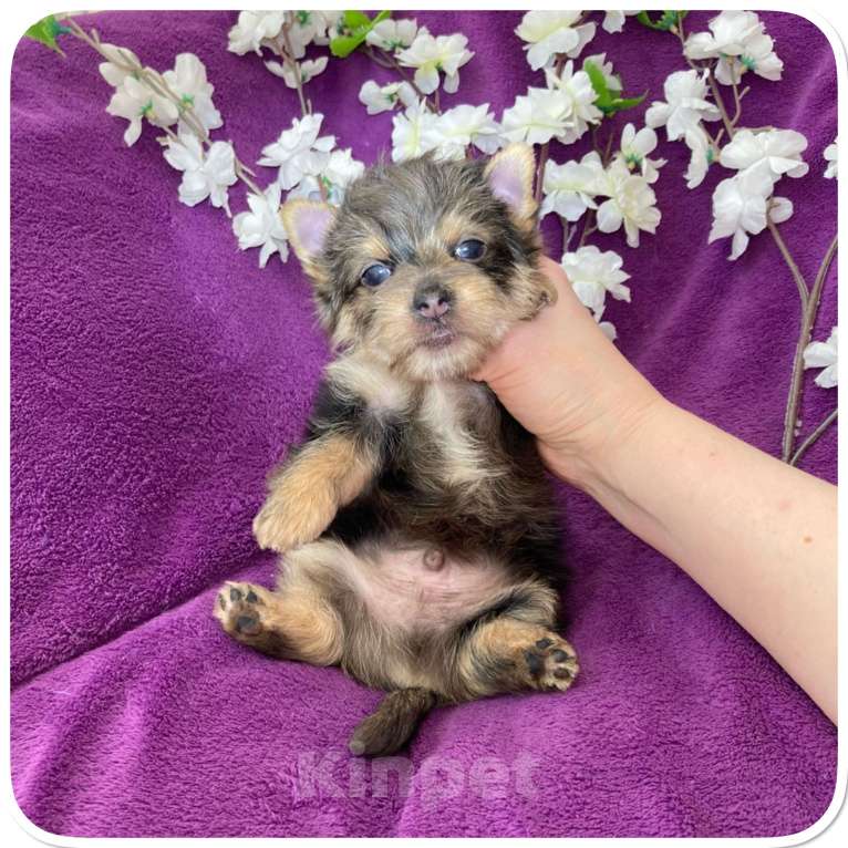 Собаки в Москве: Йорк мраморный мальчик крупный стандарт с зелёно голубыми глазами Мальчик, 60 000 руб. - фото 9
