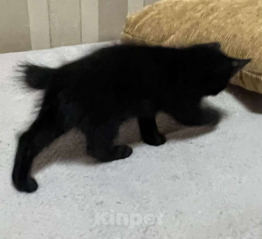 Кошки в Подольске: Котик Бобтейл  Мальчик, 5 000 руб. - фото 1