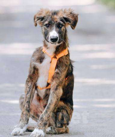 Собаки в Москве: Выбери меня! Мальчик, Бесплатно - фото 4