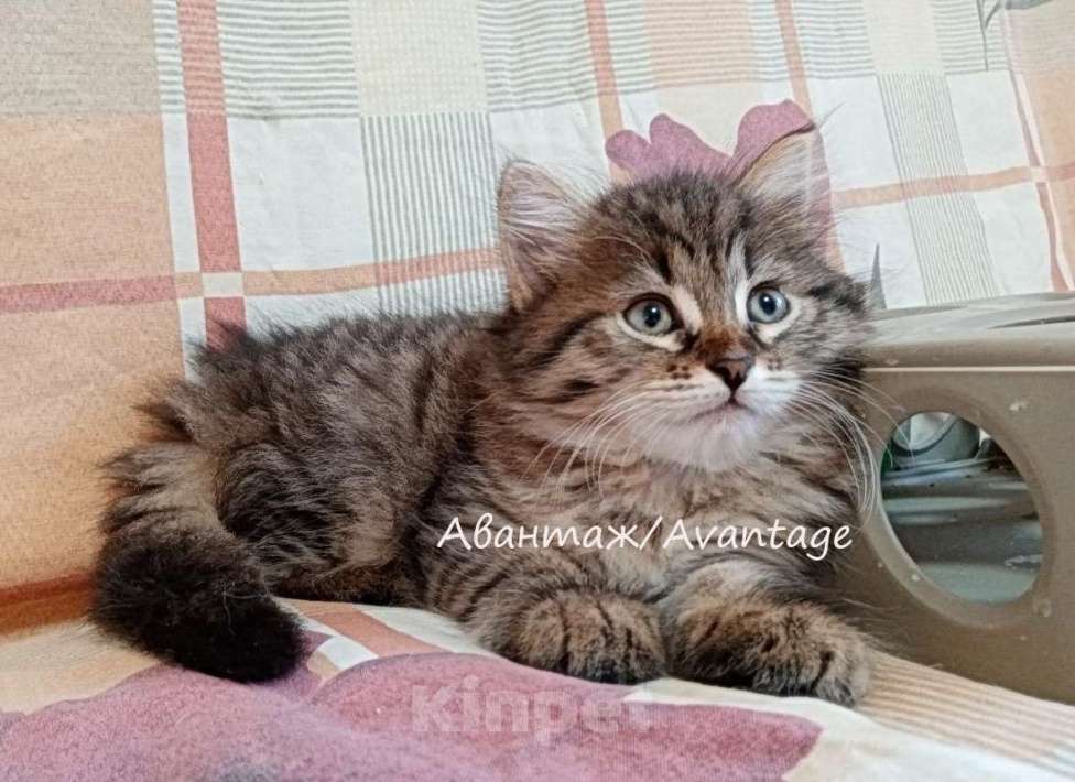Кошки в Волхове: Сибирский котенок с документами, девочка  Девочка, Бесплатно - фото 1