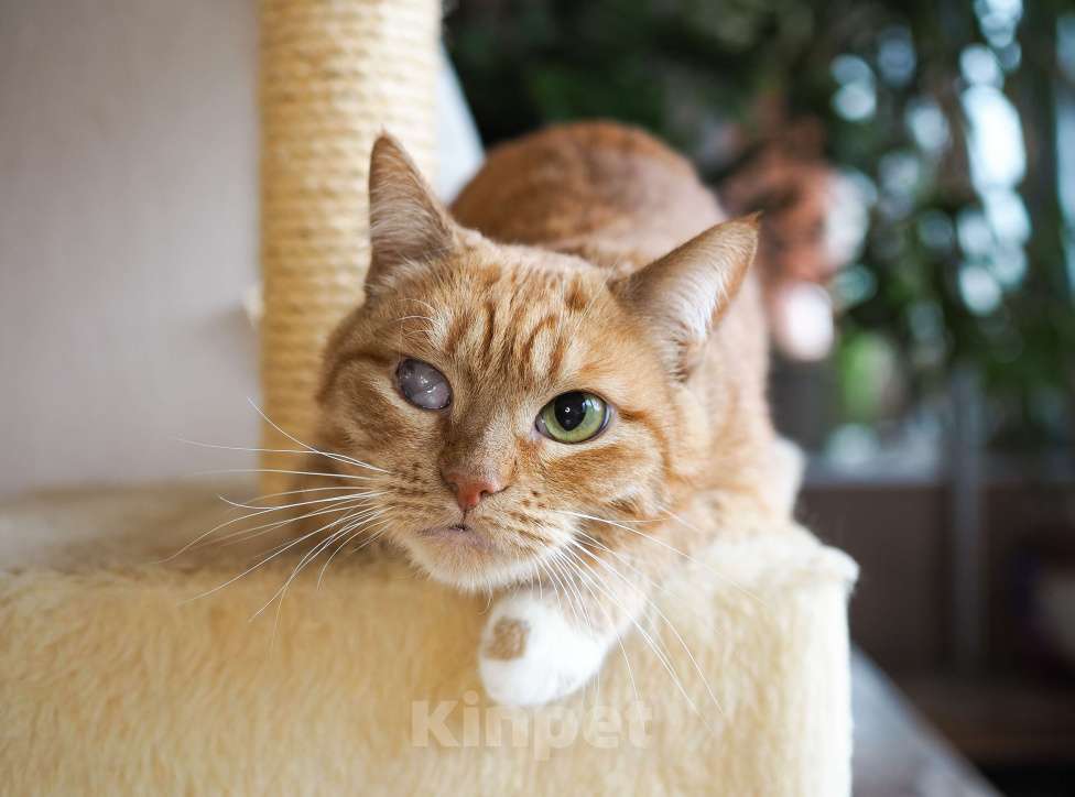 Кошки в Москве: Кошка Рыжуля в добрые руки  Девочка, Бесплатно - фото 3