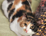 Кошки в Москве: Очаровательная трёхцветка Лора в поиске дома Девочка, 10 руб. - фото 2