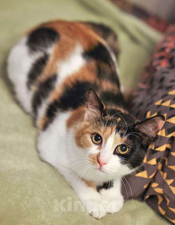 Кошки в Москве: Очаровательная трёхцветка Лора в поиске дома Девочка, 10 руб. - фото 2