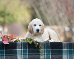 Собаки в Воронеже: Шикарный щенок золотистого ретривера  Мальчик, 40 000 руб. - фото 5