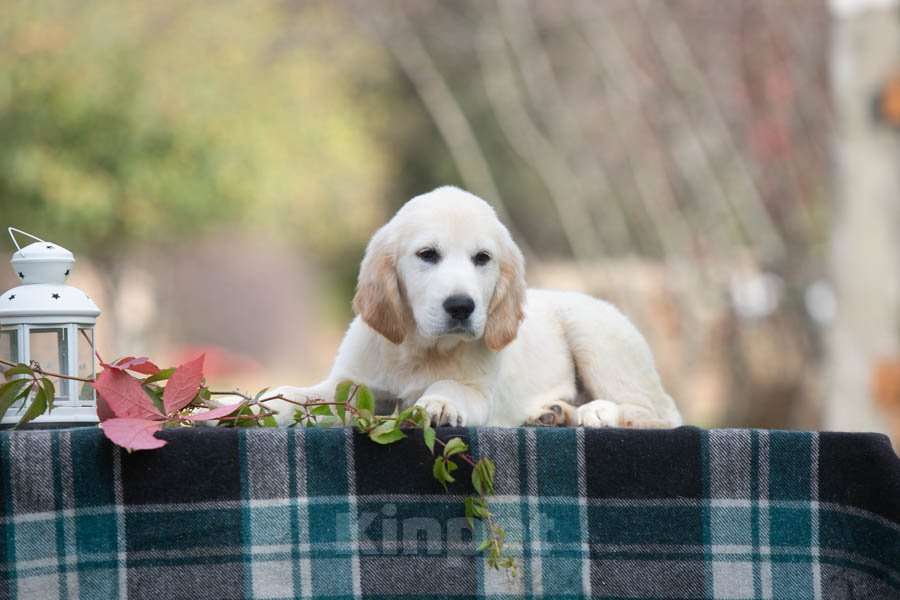 Собаки в Воронеже: Шикарный щенок золотистого ретривера  Мальчик, 60 000 руб. - фото 5