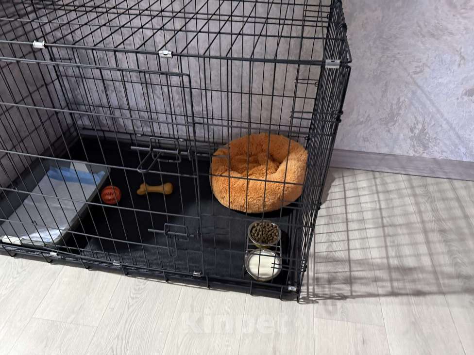 Собаки в Ишиме: Самоед  Мальчик, 25 000 руб. - фото 5