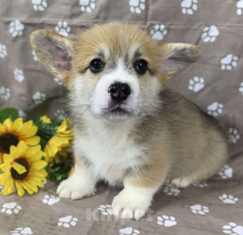 Собаки в Москве: Вельш корги меброк Мальчик, 60 000 руб. - фото 5