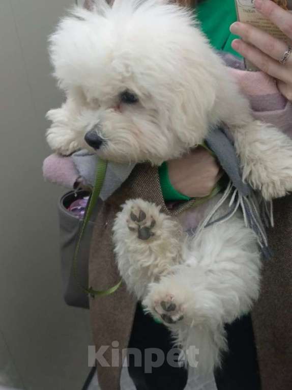 Собаки в Балашихе: Бишон фризе щенок Мальчик, 40 000 руб. - фото 1