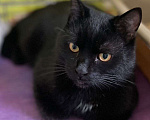Кошки в Москве: Черный котенок в добрые руки  Мальчик, Бесплатно - фото 3