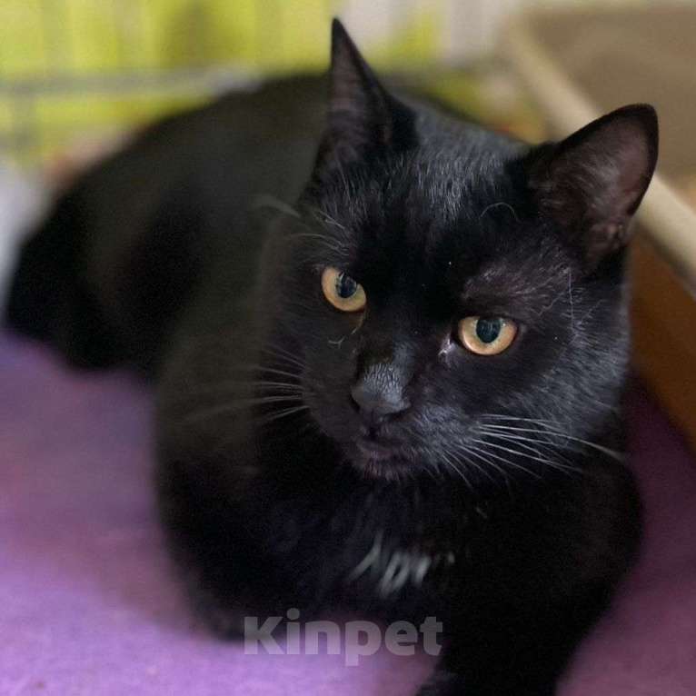 Кошки в Москве: Черный котенок в добрые руки  Мальчик, Бесплатно - фото 3