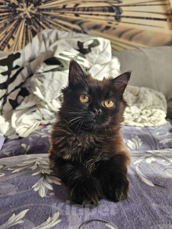 Кошки в Подольске: Черная девочка,котёнок Девочка, 500 руб. - фото 3
