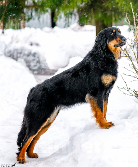 Собаки в Москве: Ховаварт щенки Мальчик, Бесплатно - фото 5