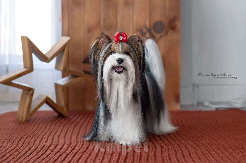 Собаки в Наро-Фоминске: Очаровательные щенки Бивер-Йорка Мальчик, 45 000 руб. - фото 8