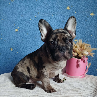 Мальчик французский бульдог