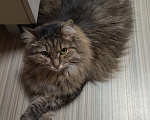 Кошки в Челябинске: Кошка Муся Девочка, Бесплатно - фото 1