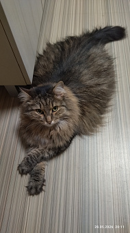 Кошка Муся
